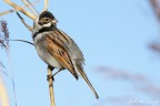 Migliarino di palude(Emberiza schoeniclus) Migliarino di palude(Emberiza schoeniclus)