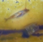 del perturbante del perturbante