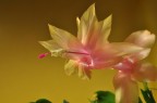 Fiore di Schlumbergera Fiore di Schlumbergera