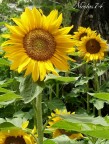 Girasole Girasole