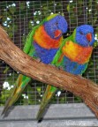 Pappagalli Pappagalli