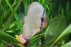 Discus Discus