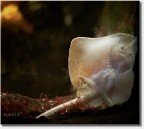 Vezzi Femminili Vezzi Femminili