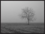 Brouillard