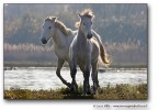 Cavalli Camargue Cavalli Camargue