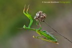 Mantide religiosa (accoppiamento) Mantide religiosa (accoppiamento)