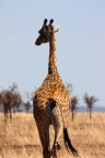 Tanzania 12 Tanzania 12
