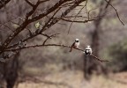 Tanzania 15