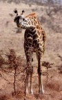 Tanzania 16 Tanzania 16