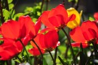 Flowers Flowers