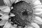 Sunflower No. 1 Sunflower No. 1