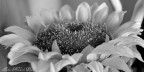 Sunflower No. 3 Sunflower No. 3