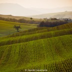 Tuscany Hills Tuscany Hills