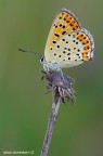 Lycaena tityrus Lycaena tityrus