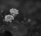 fiorellini fiorellini