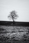 Albero Albero