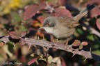 Occhiocotto(Sylvia melanocephala) Occhiocotto(Sylvia melanocephala)