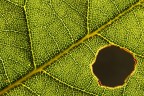 Lymph 0481