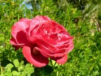 rosa rosa