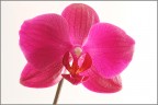 Orchidea