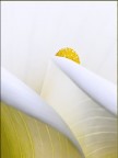 Le geometrie della calla Le geometrie della calla