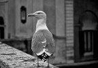 gabbiano b&w gabbiano b&w