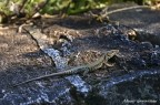 Lucertola al sole Lucertola al sole