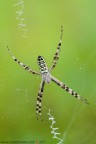 Argiope bruennichi Argiope bruennichi