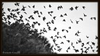 Stormi d'uccelli neri... com'esuli pensieri Stormi d'uccelli neri... com'esuli pensieri