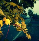 I'm falling like a leaf I'm falling like a leaf