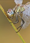 Sympetrum fonscolombii Sympetrum fonscolombii