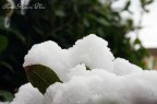 Neve 2 Neve 2
