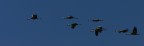 grus grus 2 grus grus 2