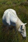 Camargue Camargue