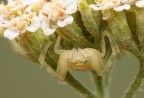 Misumena Vatia Misumena Vatia