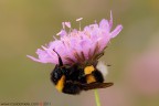 www.rossidaniele.com
Bombus sp.
Canon EOS 7D + Sigma 180mm f/3.5 EX APO Macro HSM
f20 - 1/3 - ISO 100 - cavalletto - scatto remoto - plamp - pannellini
16.07.2011 ore 7.26
Suggerimenti e critiche sempre ben accetti.
Consiglio la visione in alta risoluzione
[url=http://www.rossidaniele.com/HR/_MG_1308copia2-mdc-1500.jpg]Versione HR[/url]