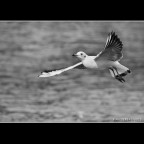 ::: VOLO D'ANGELO ::: ::: VOLO D'ANGELO :::