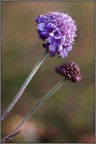 Prima macro dell'anno: una coppia di scabiose precoci riprese prima del grande freddo. Giornata velata con luce scadente. 
Canon 450D Tamron 90 1/60 s f 9 ISO 100 cavalletto