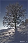 Mattino d'Inverno Mattino d'Inverno