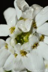 Fiore d'inverno