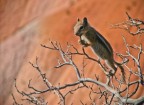 Scattata al Bryce Canyon con una "bridge"