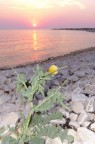 Fotografia scattata su una spiaggia dell'isola di Pag in Croazia.
Attendo i vostri commenti