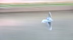 Flying mood