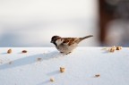 Passero 3