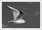 Jonathan Livingston Jonathan Livingston
