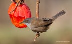 Occhiocotto (Sylvia melanocephala) Occhiocotto (Sylvia melanocephala)