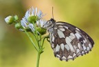 Melanargia Melanargia