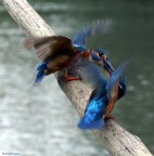 Schermaglia Schermaglia