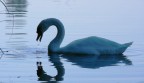 il cigno e le gocce il cigno e le gocce