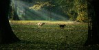 inseguimento tra cani inseguimento tra cani